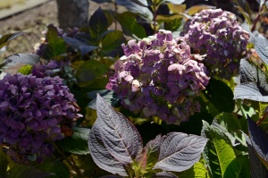 がんばるアサガオ