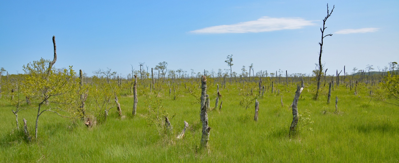 トドワラのような風景